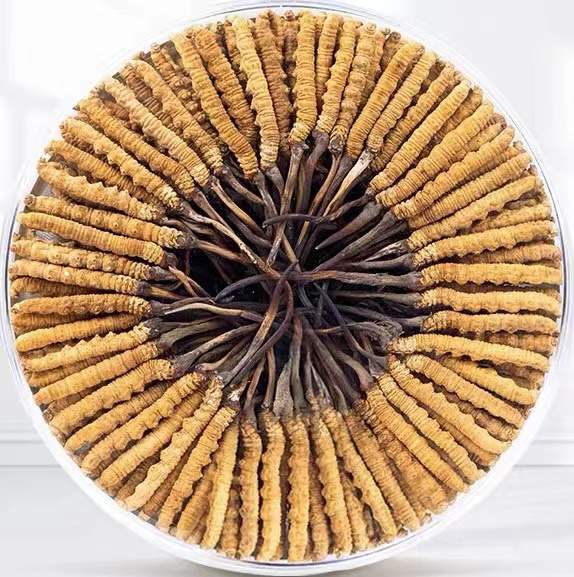 乌什冬虫夏草回收